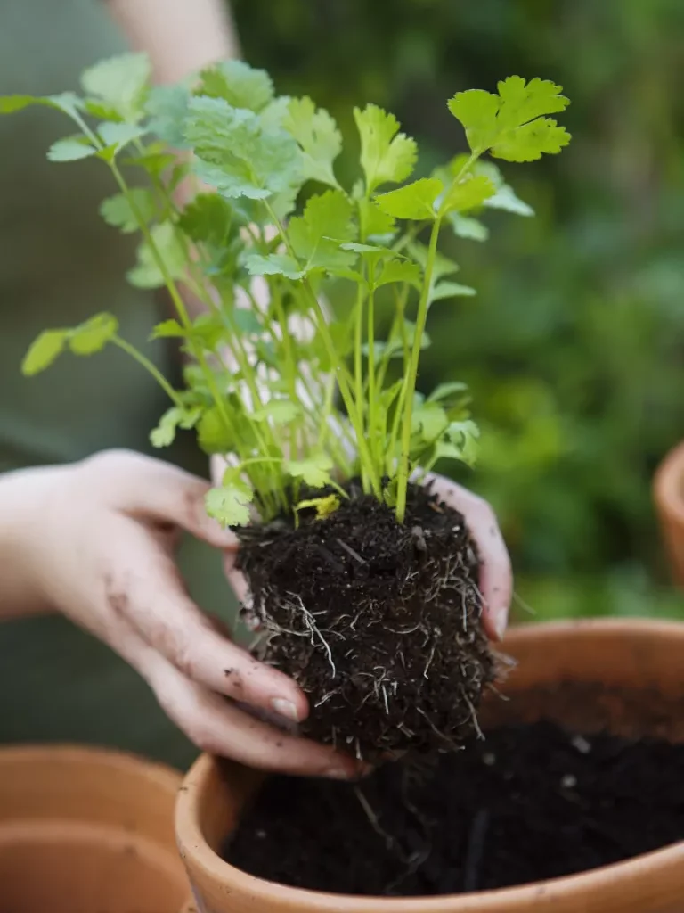 What to plant in September – the best flowers, shrubs, trees and crops to grow