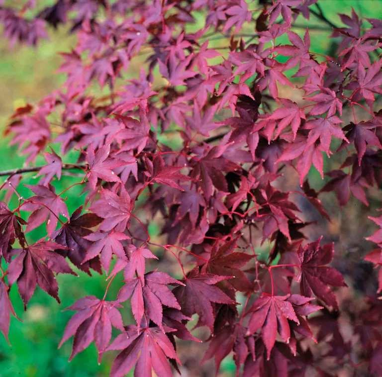 What to plant in September – the best flowers, shrubs, trees and crops to grow