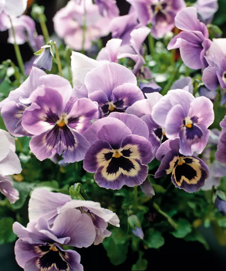 What to plant in September – the best flowers, shrubs, trees and crops to grow