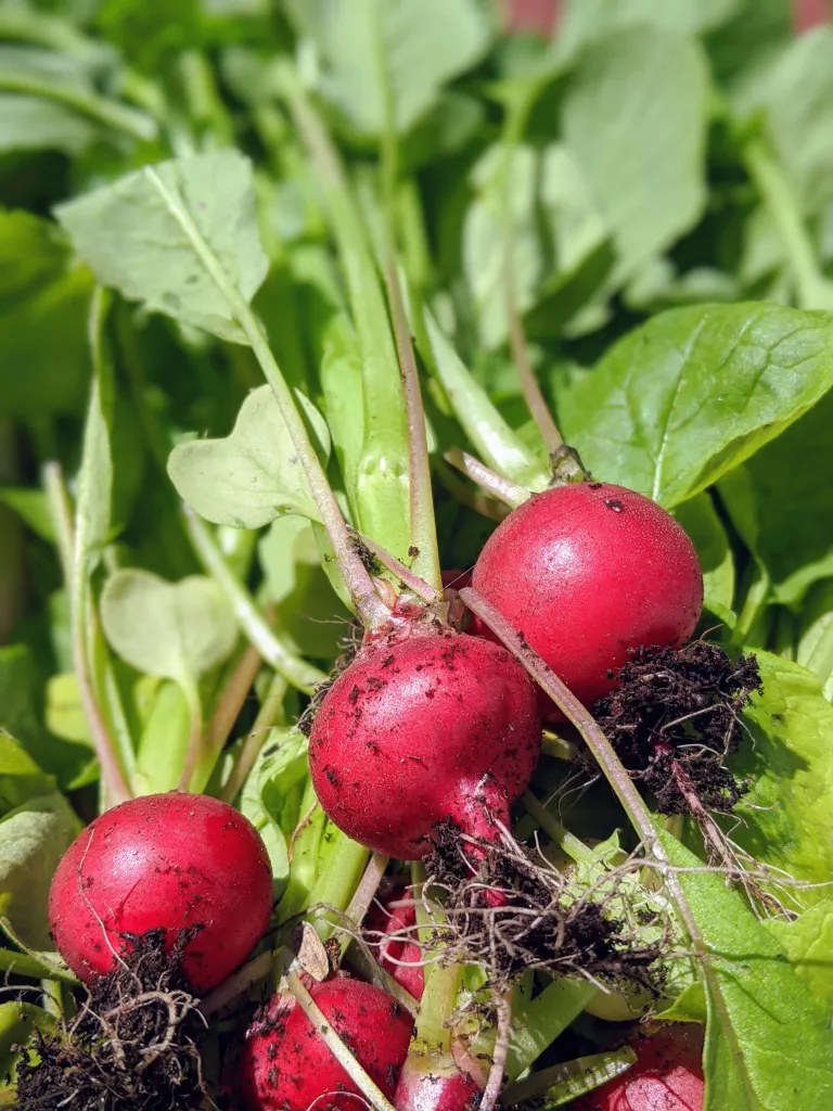 What to plant in September – the best flowers, shrubs, trees and crops to grow