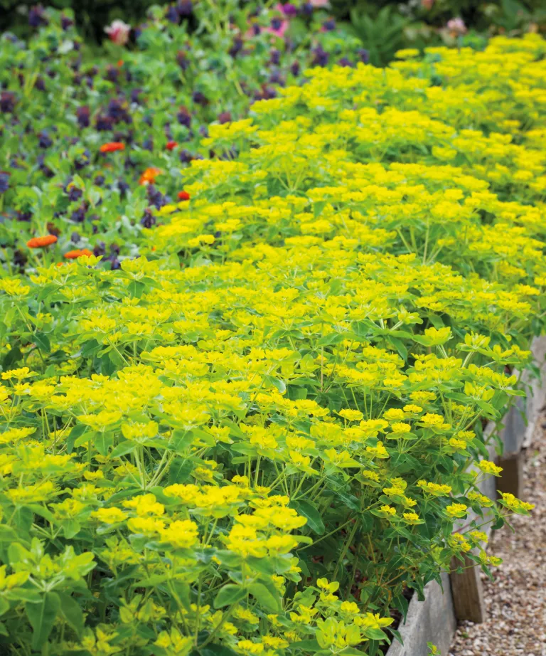 What to plant in September – the best flowers, shrubs, trees and crops to grow