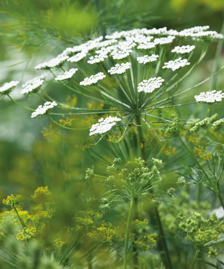 What to plant in September – the best flowers, shrubs, trees and crops to grow