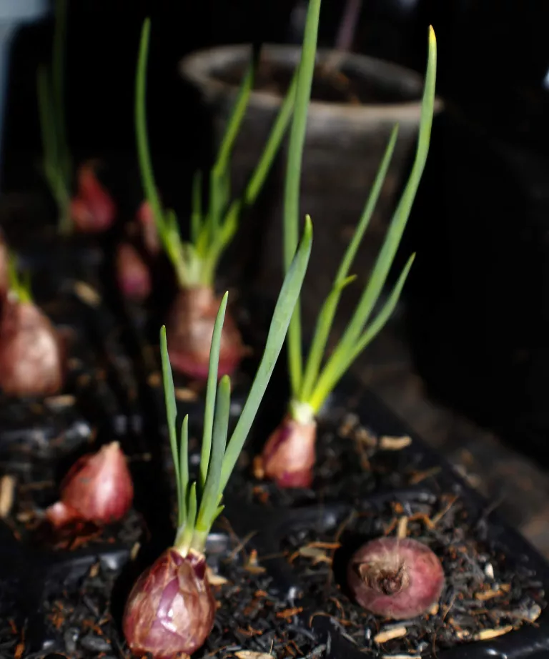 What to plant in September – the best flowers, shrubs, trees and crops to grow