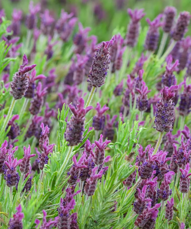 When to transplant lavender – to move your plants safely