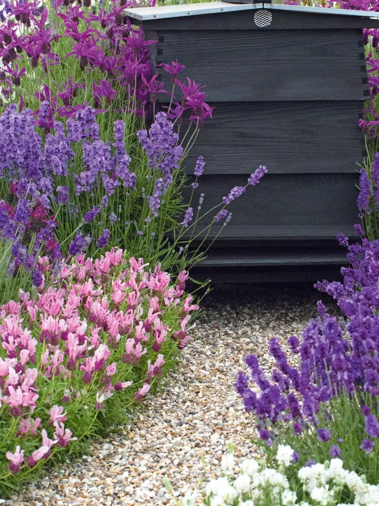 When to transplant lavender – to move your plants safely