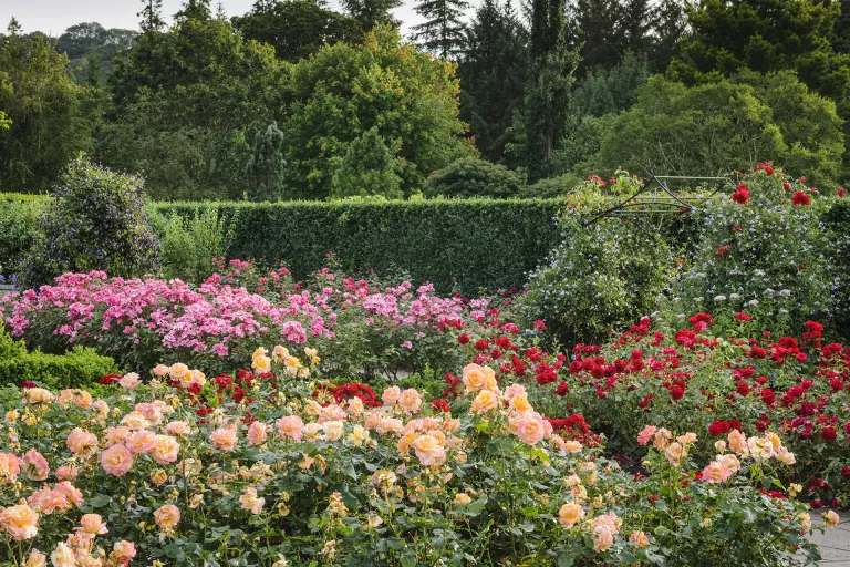 Rose garden ideas – 14 colorful rose gardens to inspire