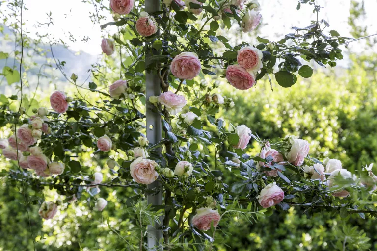 How to prune climbing roses – for maximum flowers