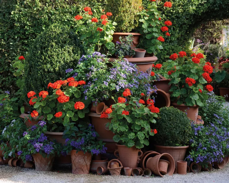 Container gardening ideas – 12 display and planting tips