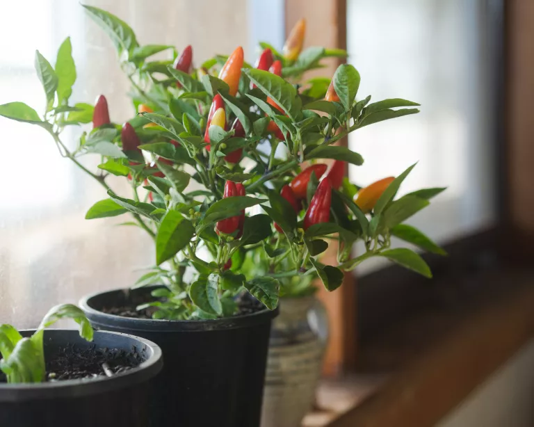 Best kitchen plants – 10 to brighten up the room and add color and life