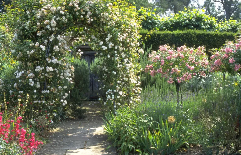 How to prune climbing roses – for maximum flowers