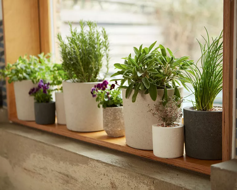 Best kitchen plants – 10 to brighten up the room and add color and life