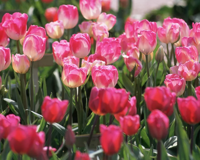 How to plant tulip bulbs – for a dazzling display of spring flowers