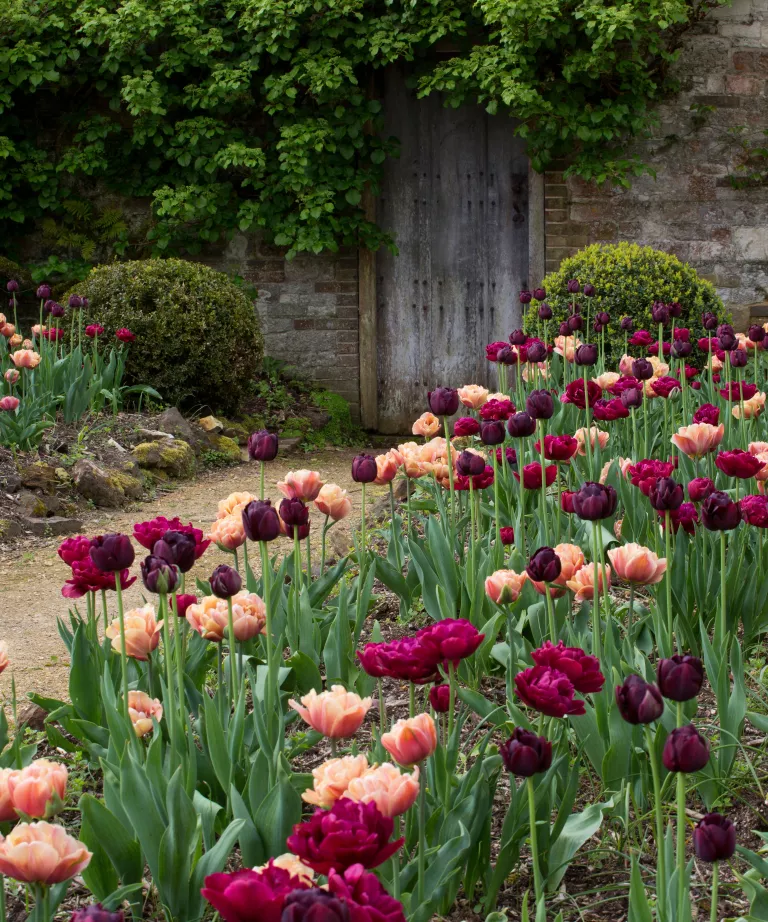 How to plant tulip bulbs – for a dazzling display of spring flowers