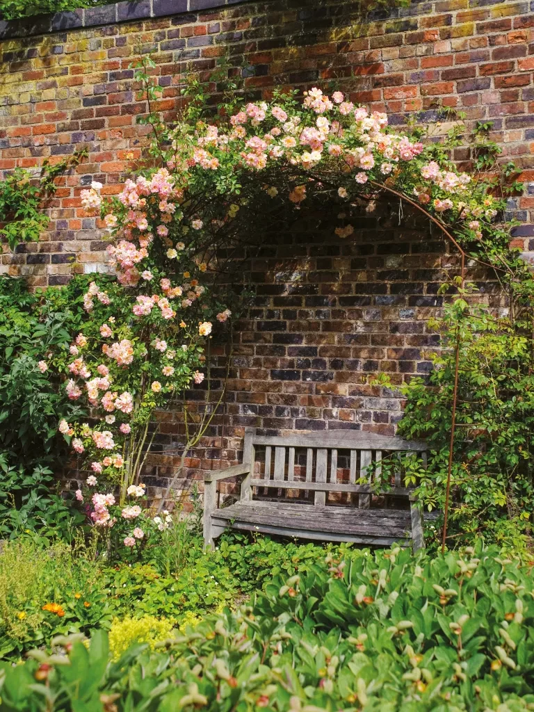 How to prune climbing roses – for maximum flowers