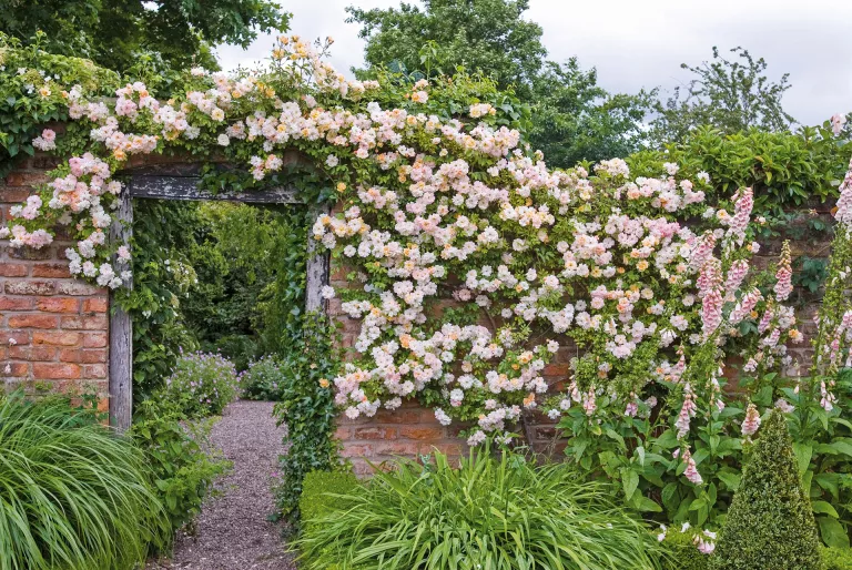 How to prune climbing roses – for maximum flowers