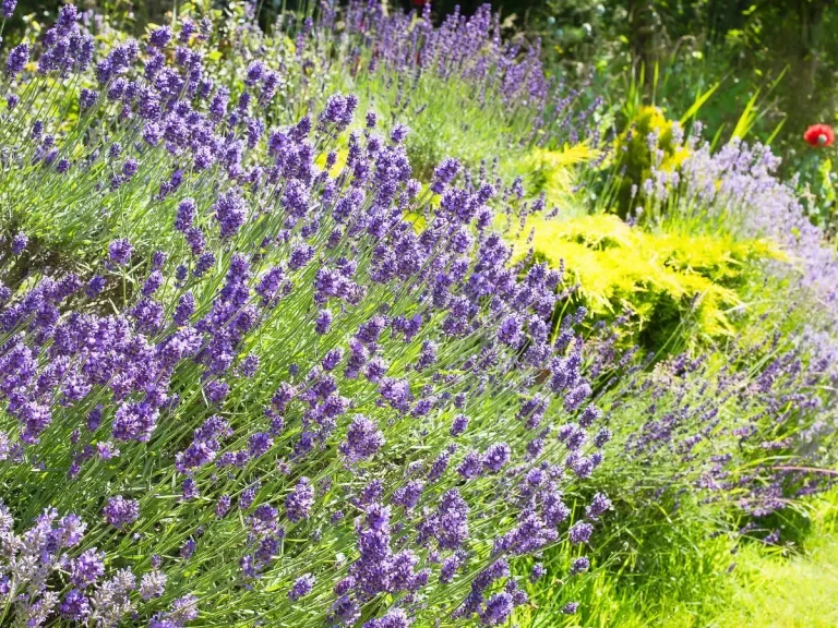 When to transplant lavender – to move your plants safely