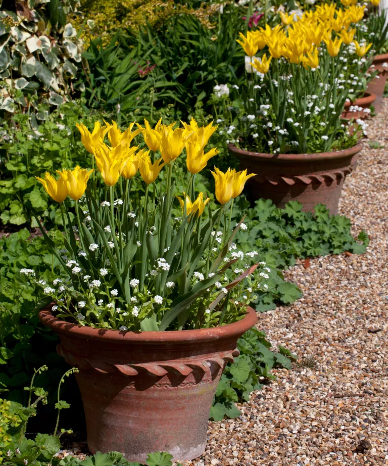 How to plant tulip bulbs – for a dazzling display of spring flowers