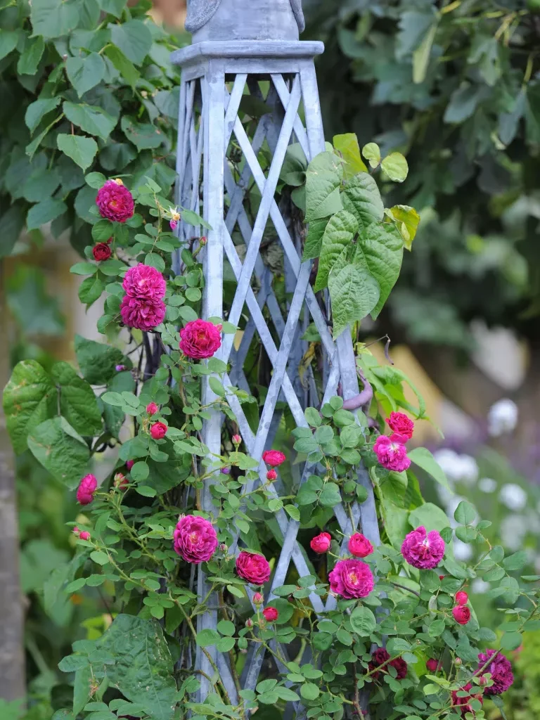 How to prune climbing roses – for maximum flowers