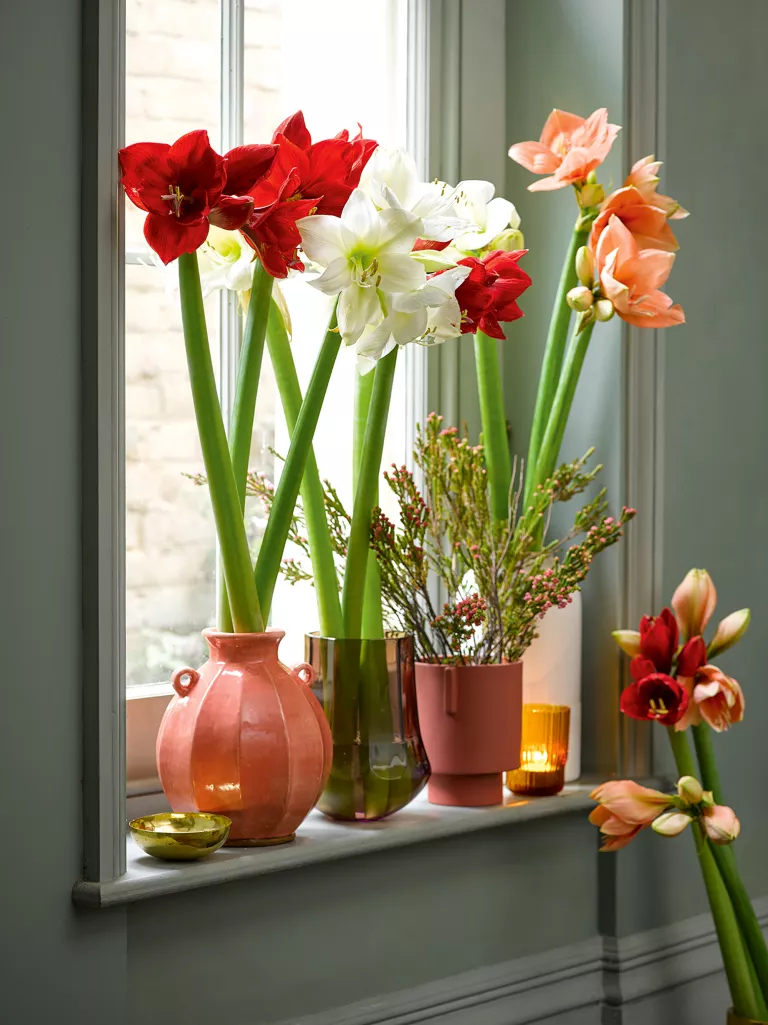 Best bulbs for Christmas flowering – 6 blooms to spread joy