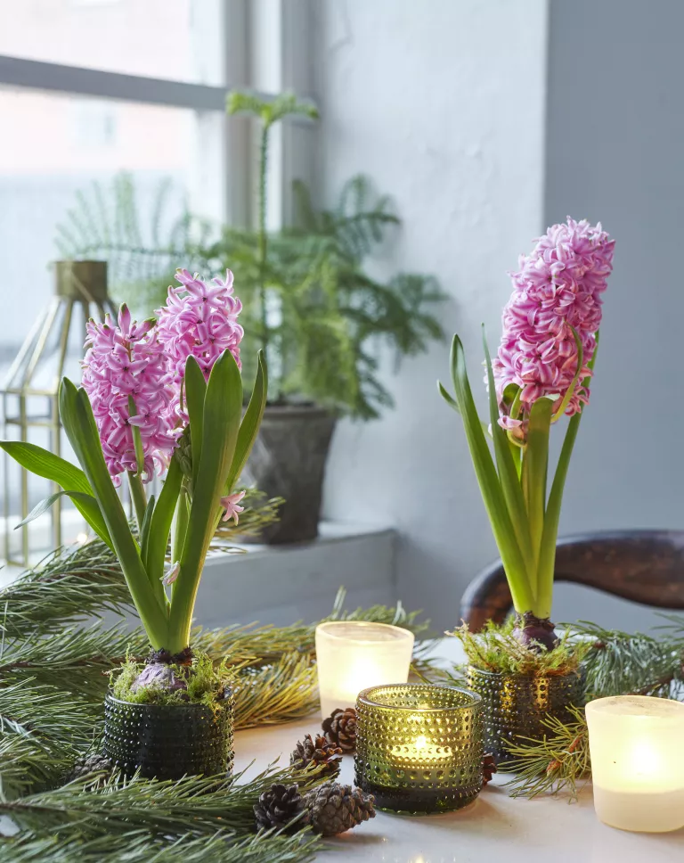 Best bulbs for Christmas flowering – 6 blooms to spread joy