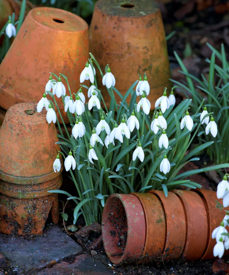 Best bulbs for Christmas flowering – 6 blooms to spread joy