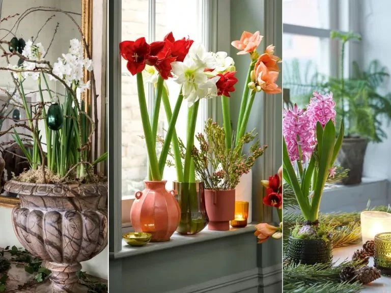 Best bulbs for Christmas flowering – 6 blooms to spread joy